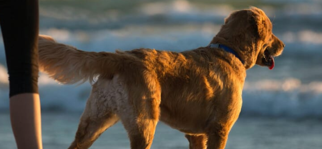 Rimini pet friendly: spiagge, hotel e ristoranti