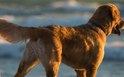 Rimini pet friendly: spiagge, hotel e ristoranti